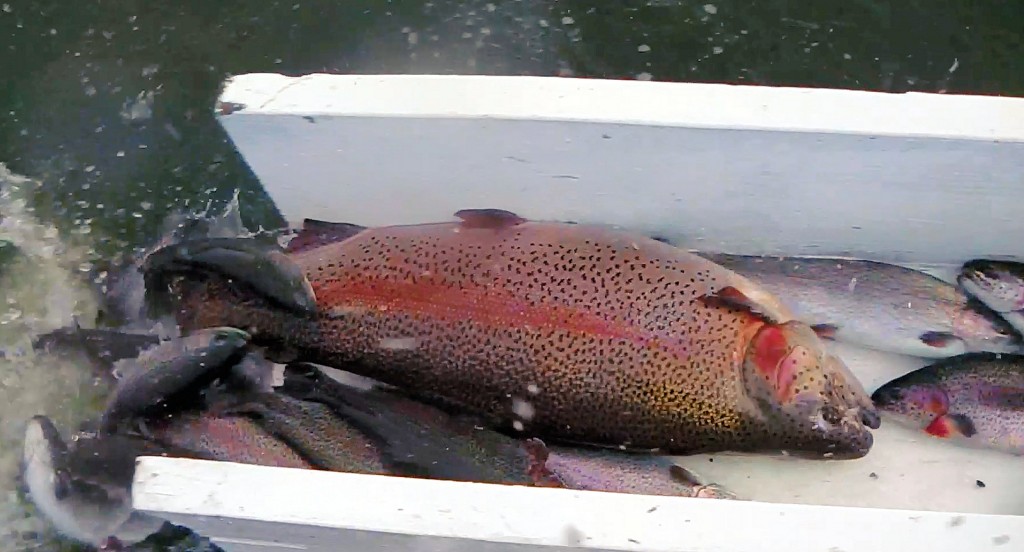 2-27-14 - LOADS OF TOADS AND THOUSANDS OF SIERRA BOW TROUT STOCKED ON ...