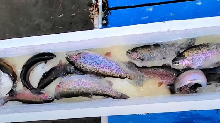 1/13/22  STOCKING BIG RAINBOW TROUT & TONS OF SIERRABOWS AT SANTA ANA RIVER LAKES