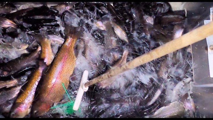 1/14/21 BIG TROUT STOCKING AT STOCKING AT SANTA ANA RIVER LAKES