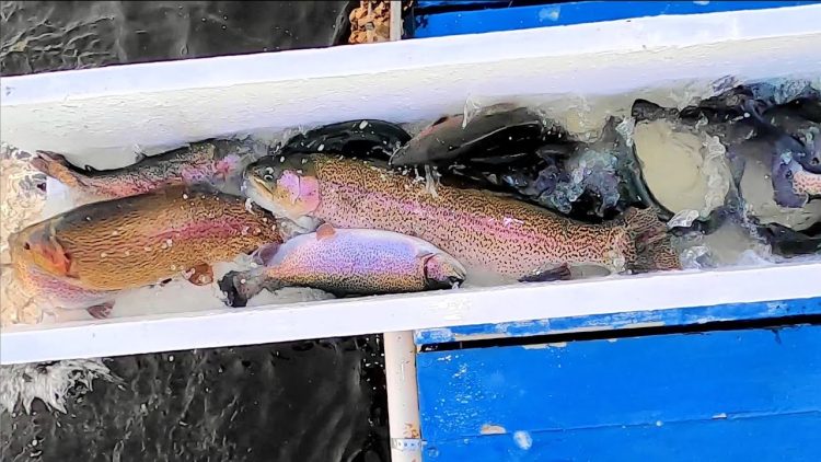 1/27/22 SUPER STOCKING OF HUGE TROUT & SIERRABOWS AT SANTA ANA RIVER LAKES