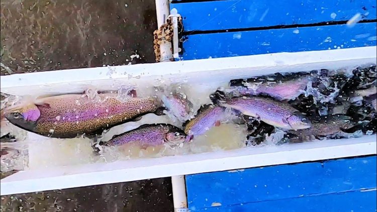 1/6/22 STOCKING BIG TROUT & SIERRABOWS AT SANTA ANA RIVER LAKES