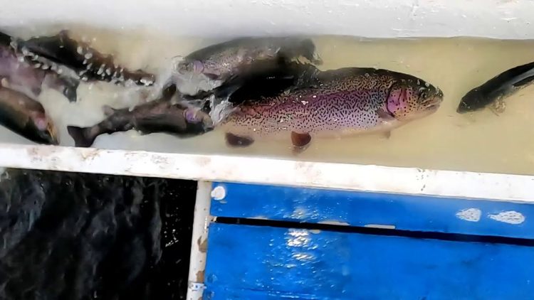 1/7/21 STOCKING BIG TROUT AT SANTA ANA RIVER LAKES