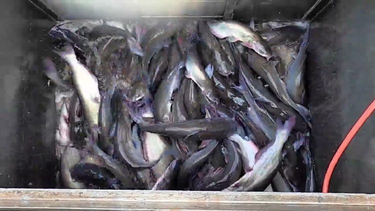 10/13/22 STOCKING IMPERIAL CATFISH AT SANTA ANA RIVER LAKES