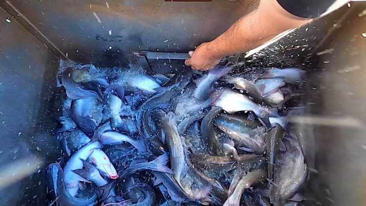 10/14/21 STOCKING IMPERIAL SILVER CHANNEL CATFISH AT SANTA ANA RIVER LAKES