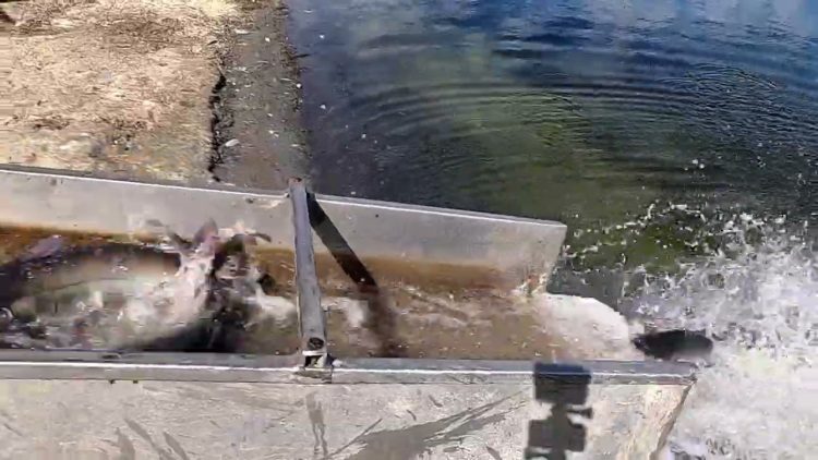 10/20/22 STOCKING IMPERIAL CATFISH AT SANTA ANA RIVER LAKES