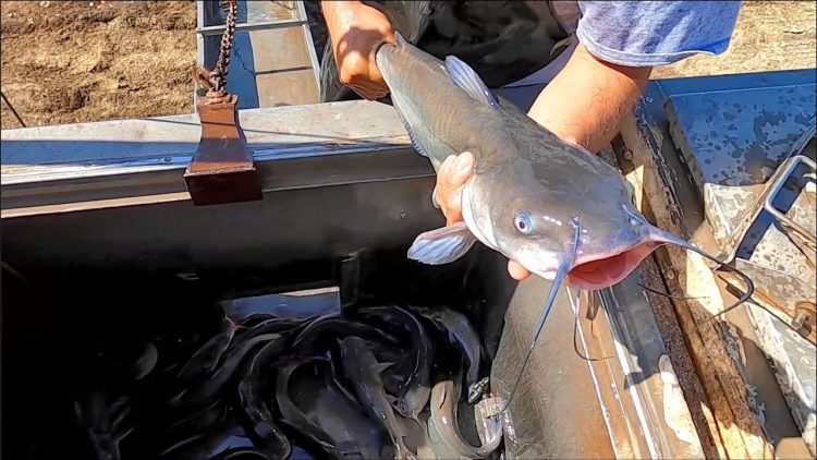 10/27/22 STOCKING IMPERIAL SILVER CHANNEL CATFISH AT SANTA ANA RIVER LAKES