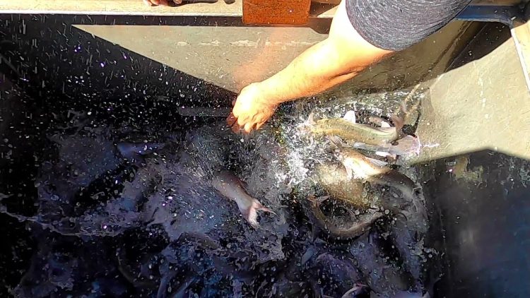 10/28/21 STOCKING IMPERIAL CATFISH AT SANTA ANA RIVER LAKES