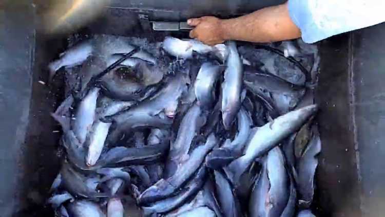 10/29/20 STOCKING CATFISH AT SANTA ANA RIVER LAKES