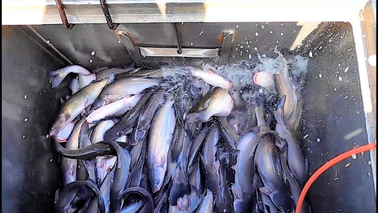 10/6/22 STOCKING SILVER CHANNEL CATFISH AT SANTA ANA RIVER LAKES