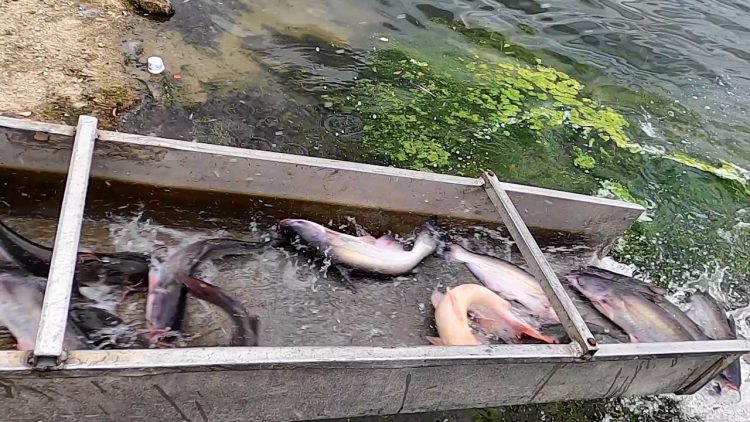 10/7/21 STOCKING IMPERIAL CATFISH AT SANTA ANA RIVER LAKES