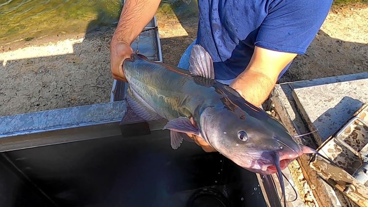 11/4/21 LAST CATFISH STOCKING OF THE SEASON AT SANTA ANA RIVER LAKES