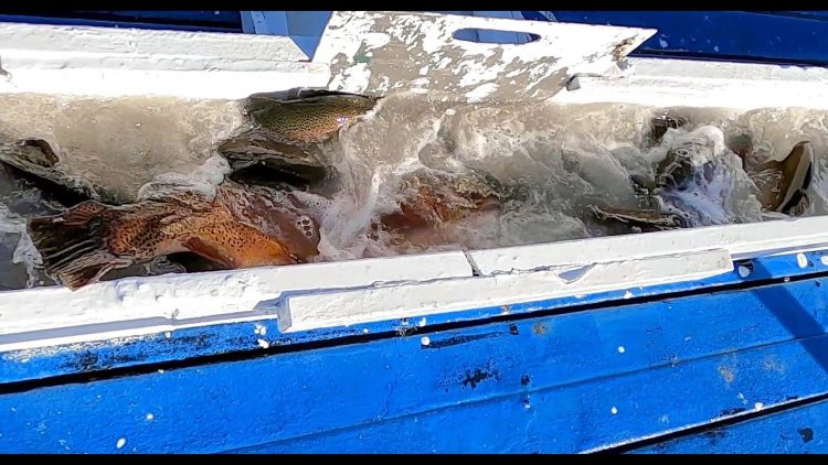 12/16/21 STOCKING BIG TROUT, TAGGED TROUT & SIERRABOWS AT SANTA ANA RIVER LAKES