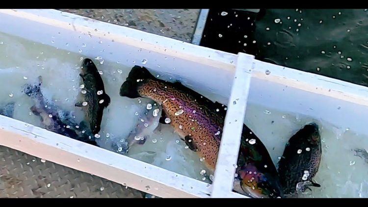 2/18/21 STOCKING BIG TROUT AT SANTA ANA RIVER LAKES