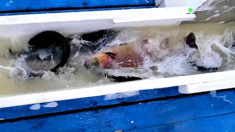 2/4/21 BIG TROUT STOCKING AT SANTA ANA RIVER LAKES