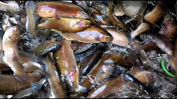 3/11/21 MASSIVE STOCKING OF BIG TROUT & CATFISH AT SANTA ANA RIVER LAKES