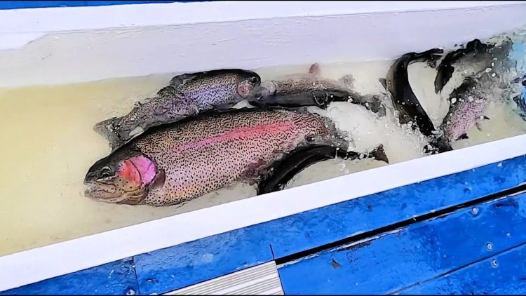 3/31/22 STOCKING BIG TROUT & SIERRABOWS AT SANTA ANA RIVER LAKES