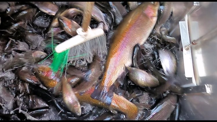 3/4/21 STOCKING SIERRABOWS & LUNKER TROUT AT SANTA ANA RIVER LAKES