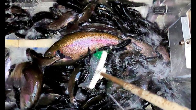 4/1/21 STOCKING 15+ POUND SUPERTROUT, SIERRABOW TROUT & IMPERIAL CATFISH AT SANTA ANA RIVER LAKES