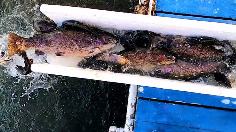 4/15/21 MASSIVE STOCKING OF BIG TROUT & SUPERTROUT – MUST SEE VIDEO – SANTA ANA RIVER LAKES