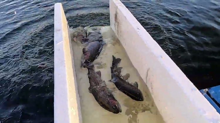 4/21/22 THE LAST TROUT STOCKING OF THE SEASON – SANTA ANA RIVER LAKES