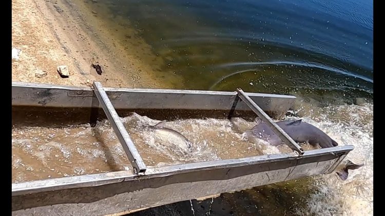 5/12/22 STOCKING IMPERIAL CATFISH & TILAPIA AT SANTA ANA RIVER LAKES