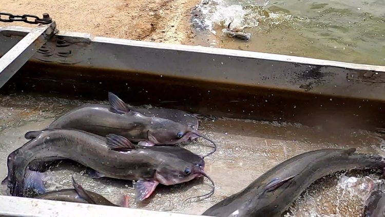 5/13/21 STOCKING THOUSANDS OF THE FINEST CATFISH – IMPERIAL CATFISH AT SANTA ANA RIVER LAKES