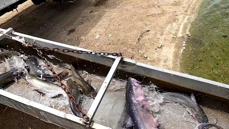 5/20/21 STOCKING THOUSANDS OF THOSE FAMOUS IMPERIAL CATFISH AT SANTA ANA RIVER LAKES