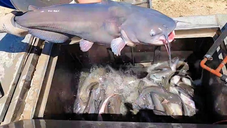 5/26/22 STOCKING BIG CATFISH & HUGE TILAPIA AT SANTA ANA RIVER LAKES