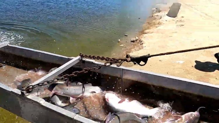 5/6/21 STOCKING IMPERIAL SILVER CHANNEL & BLUE CATFISH AT SANTA ANA RIVER LAKES