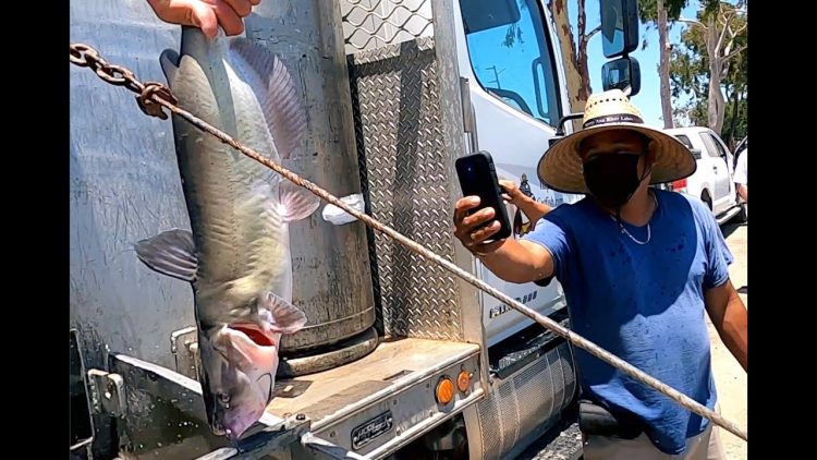 6/10/21 STOCKING THOUSANDS OF THOSE TASTY IMPERIAL CATFISH AT SANTA ANA RIVER LAKES