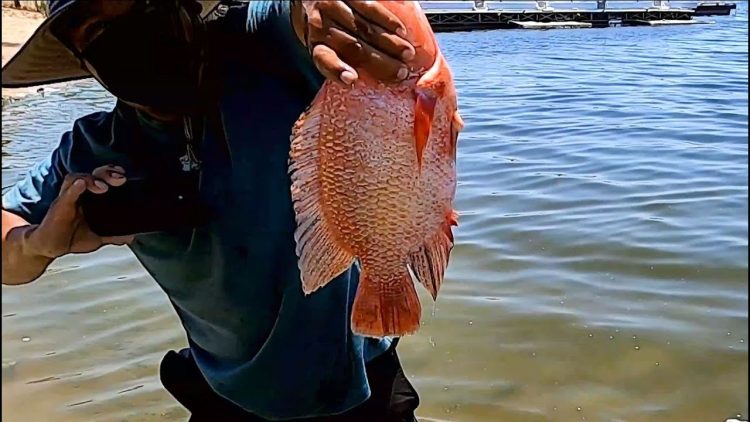 6/3/21 STOCKING IMPERIAL CATFISH & TILAPIA AT SANTA ANA RIVER LAKES