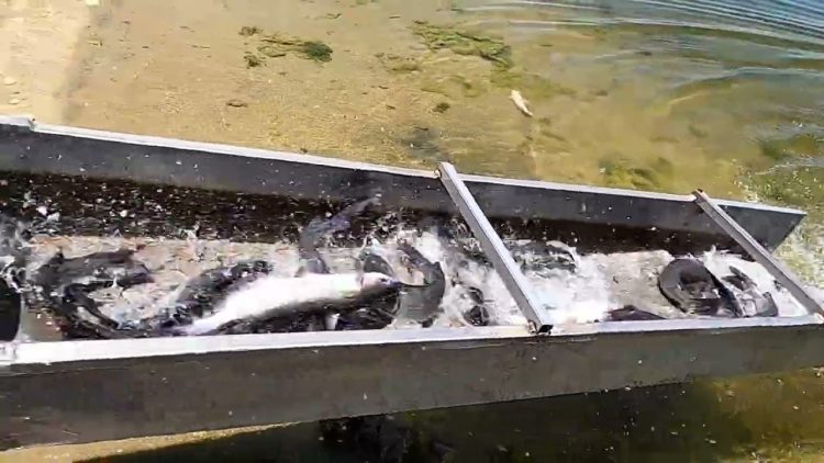 6/30/22 HUGE STOCKING OF TASTY  IMPERIAL CATFISH AT SANTA ANA RIVER LAKES