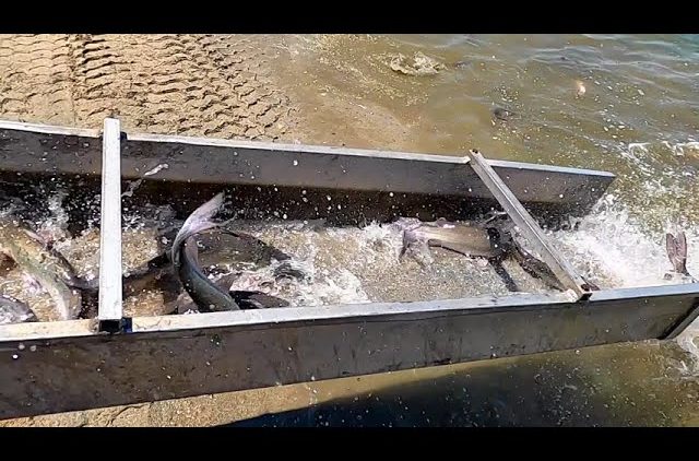 7/1/21 STOCKING IMPERIAL CATFISH & TILAPIA AT SANTA ANA RIVER LAKES