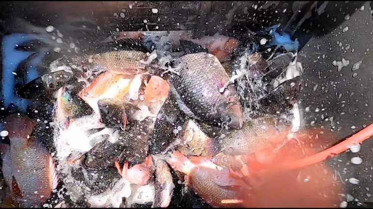 7/15/21 STOCKING IMPERIAL CATFISH & BIG TILAPIA AT SANTA ANA RIVER LAKES