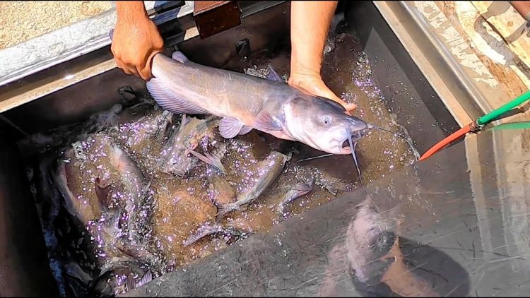 7/22/21 STOCKING THOUSANDS OF IMPERIAL CATFISH AT SANTA ANA RIVER LAKES