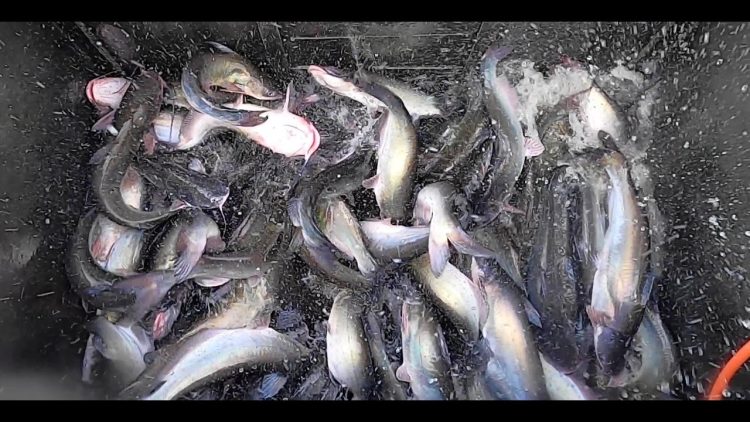 7/8/21 STOCKING IMPERIAL BLUE & SILVER CHANNEL CATFISH AT SANTA ANA RIVER LAKES