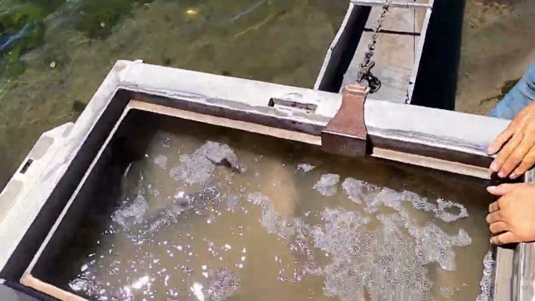 8/11/22 STOCKING IMPERIAL CATFISH AT SANTA ANA RIVER LAKES