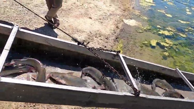 8/25/22 STOCKING IMPERIAL CATFISH AT SANTA ANA RIVER LAKES