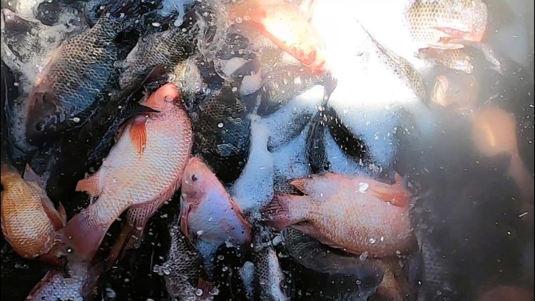 8/26/21 STOCKING IMPERIAL CATFISH & HUGE TILAPIA AT SANTA ANA RIVER LAKES