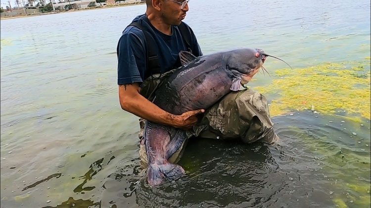 8/4/22 STOCKING MONSTER CATFISH & HUGE TILAPIA AT SANTA ANA RIVER LAKES