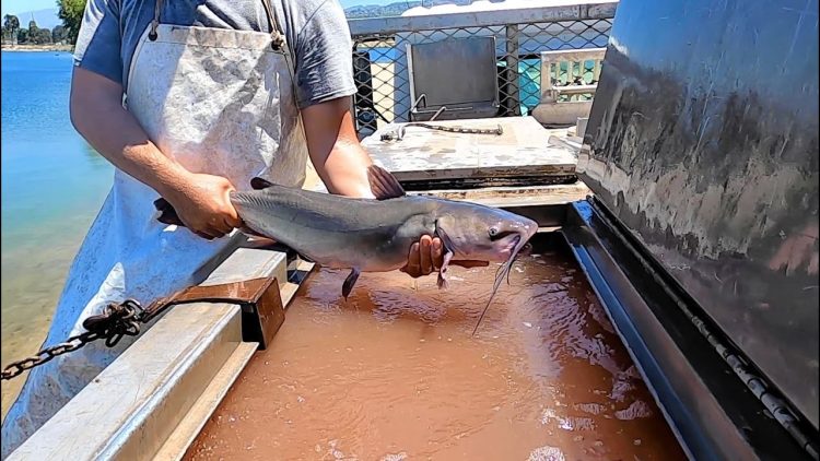 8/5/21 STOCKING BIG IMPERIAL CATFISH AT SANTA ANA RIVER LAKES