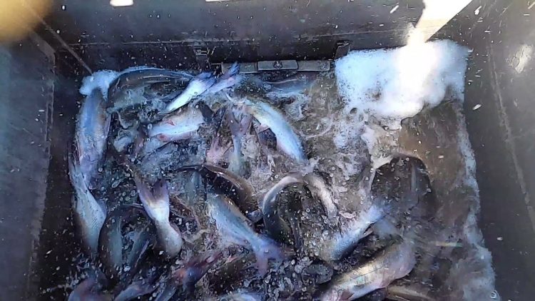 9/16/21 STOCKING IMPERIAL CATFISH AT SANTA ANA RIVER LAKES