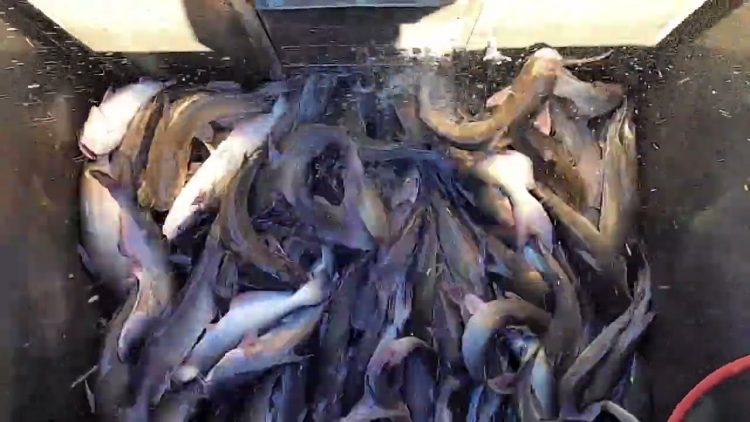 9/22/22 STOCKING IMPERIAL CATFISH AT SANTA ANA RIVER LAKES