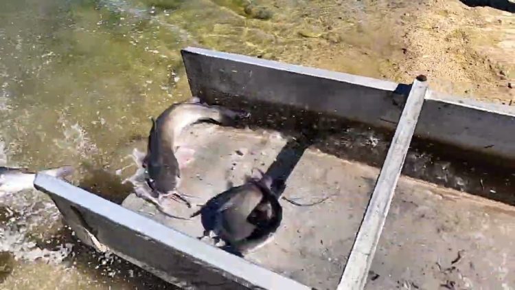 9/29/22 STOCKING IMPERIAL CATFISH AT SANTA ANA RIVER LAKES