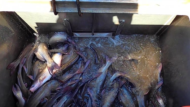 9/30/21 STOCKING IMPERIAL CATFISH AT SANTA ANA RIVER LAKES