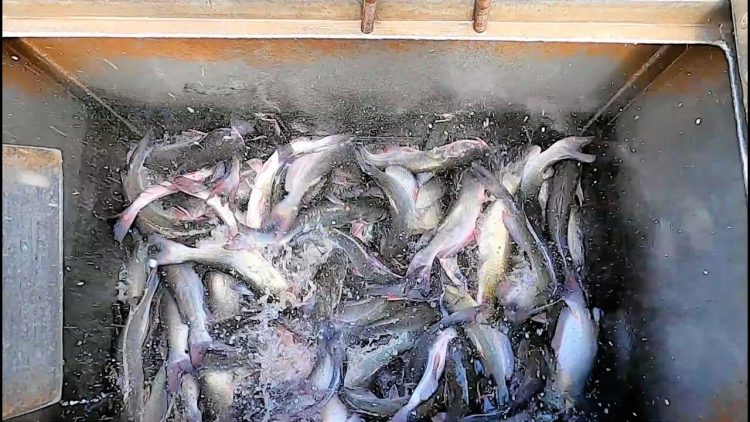 9/8/22 STOCKING IMPERIAL CATFISH AT SANTA ANA RIVER LAKES