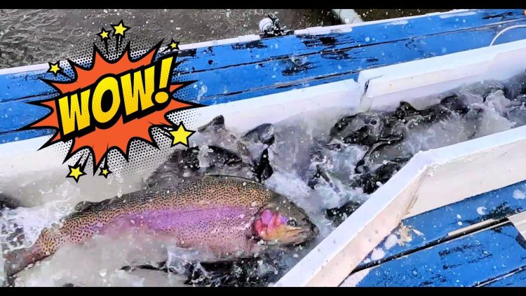 1/19/23 EXTRA HEAVY STOCKING – 15+ POUND SUPER TROUT & SIERRA BOWS AT SANTA ANA RIVER LAKES