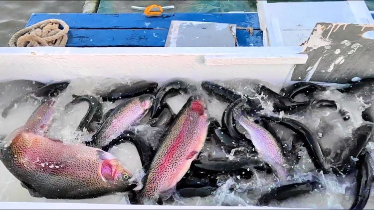 1/26/23 STOCKING HUGE TROUT & SIERRA BOWS AT SANTA ANA RIVER LAKES