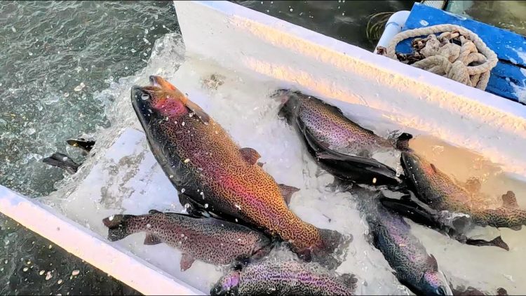 2/16/23 STOCKING TROPHY TROUT & SIERRA BOWS AT SANTA ANA RIVER LAKES