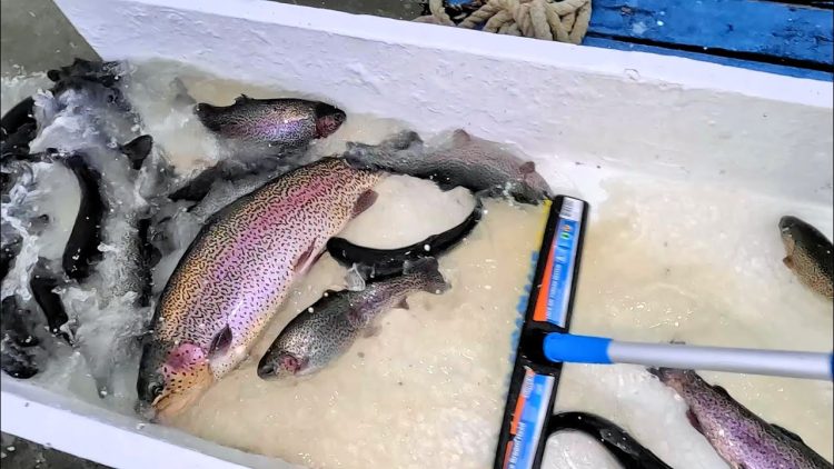 3/16/23 STOCKING BIG TROUT & SIERRA BOWS AT SANTA ANA RIVER LAKES